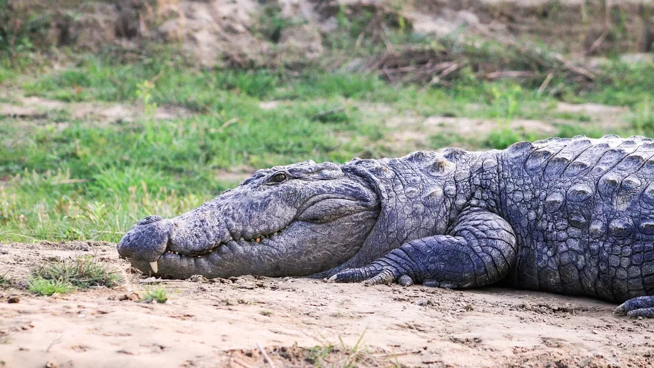 Crocodile, animal, wildlife, animal of nepal, nepal, nature, chitwan national park