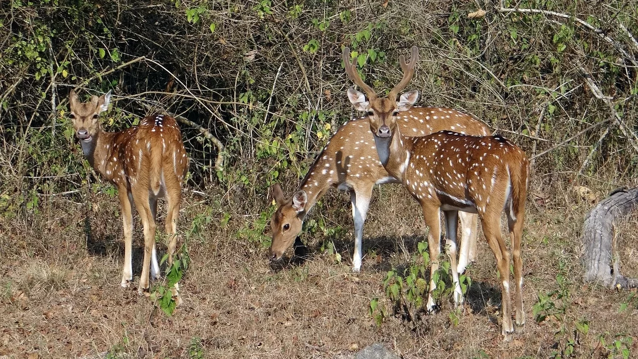 Spotted deer, chital, axis axis, deer, wildlife, mammal, wild, animal, spotted, india, park, nature, safari, fauna, national park, bandipora, bandipur, karnataka, spotted deer, chital, chital, bandipur, bandipur, bandipur, bandipur, bandipur