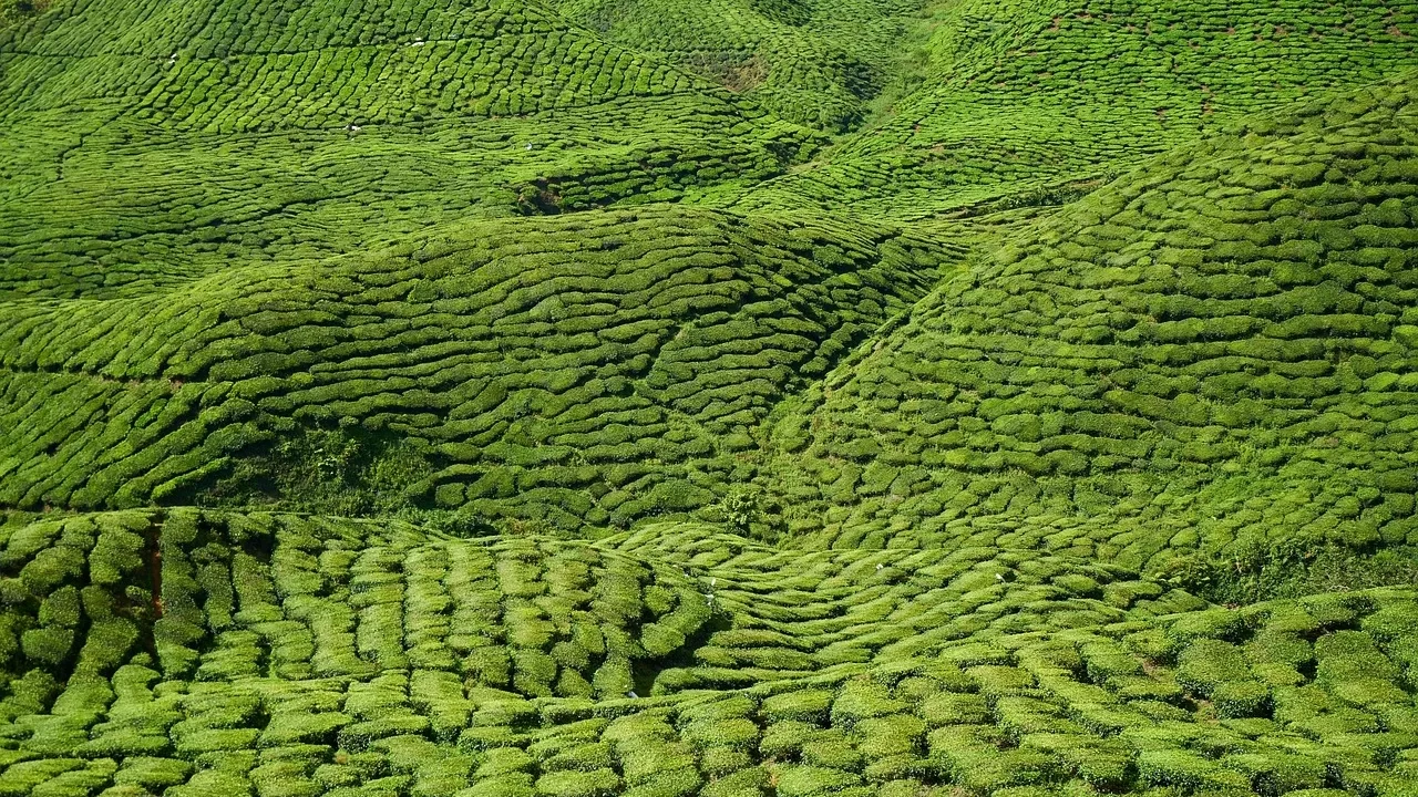 Tea, nature, field, landscape, hills, farm, green, tea plants, plants, plantation, tea garden, agriculture, rural, countryside